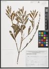Foto von Salix purpurea L.